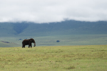 Elefante em paisagem na savana Africana com céu nebuloso 