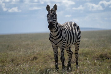 Zebra olhando para a camera em safari Africano 
