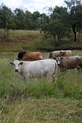 Cows grazing in a field with grass and trees