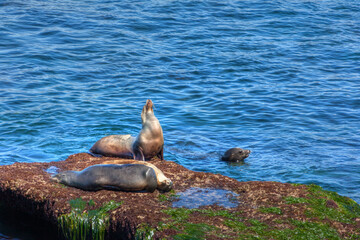 Sea Lions in the California Coast of La Jolla