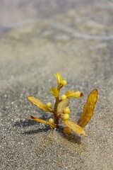 yellow seaweed in the ocean water