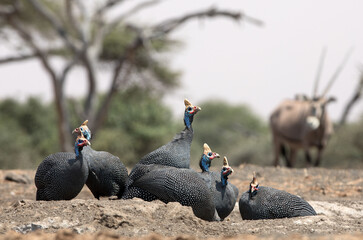 The helmeted guineafowl is the best known of the guineafowl bird family, Numididae, and the only member of the genus Numida.	

