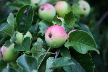 Closeup of healthy natural apples on a tree in an apple orchard