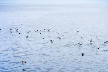 bullers sheerwater flying over the water