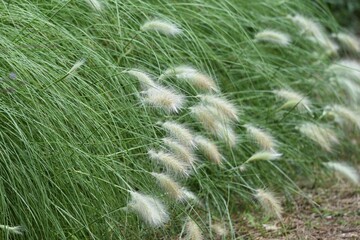 Pennisetum villosum is a Poaceae perennial plant that produces beautiful scenery with cool white ears from summer to autumn.