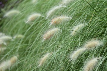 Pennisetum villosum is a Poaceae perennial plant that produces beautiful scenery with cool white ears from summer to autumn.