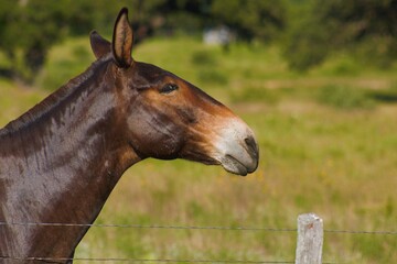 Obraz premium portrait of a horse