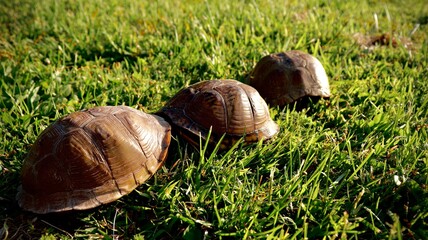 Turtles crawling in the grass on a hot summer day.