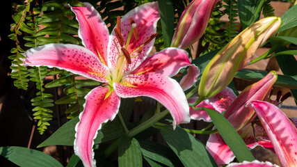 pink lily flower