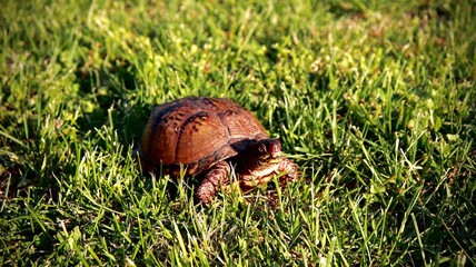 Turtles crawling in the grass on a hot summer day.
