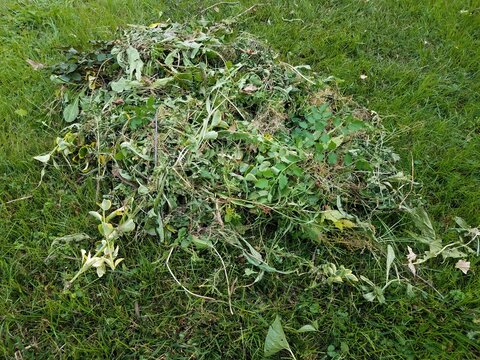 pile of weeds on the ground in green grass or lawn