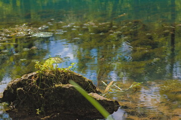A blue dragonfly rests on a hot summer day.