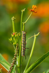 caterpillar