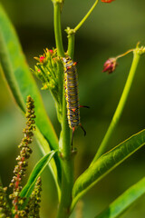 caterpillar