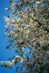 Dogwood flower bloom