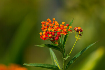 Asclepias curassavica flower