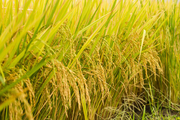 Ripe rice plant