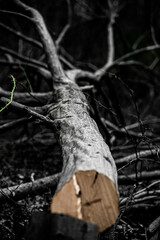 Fototapeta na wymiar Freshly cut American Hornbeam lying on the forest floor