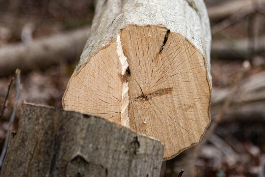 Stump Of American Hornbeam