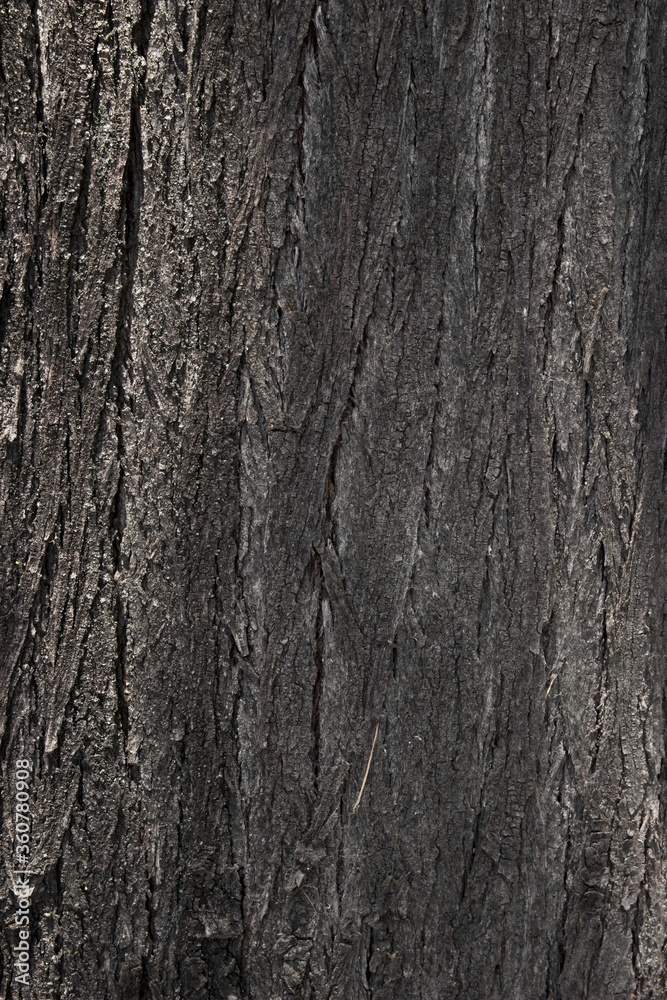 Wall mural Vertical shot of the texture of a tree bark