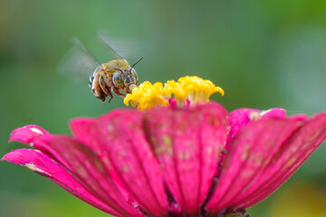 flying bee arround beautiful flower in the morning with natural background
