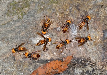 樹液を吸う雀蜂