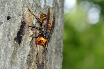 樹液を吸う雀蜂