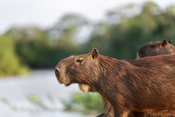 Fototapeta premium Capybara profile in the Pantanal nature, Brazil