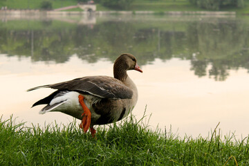 Beautiful duck on the lake