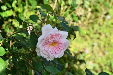 Beautiful White  Flower In The Garden