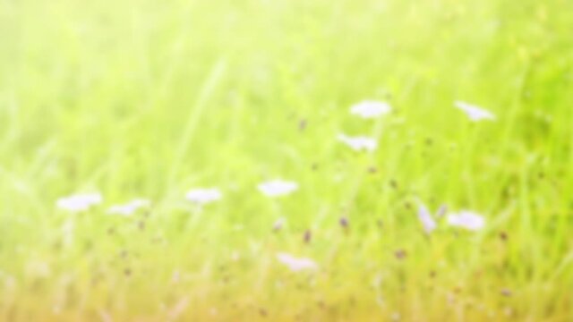 Small purple flowers in a green field, filter, Cinemagraph seamless loop