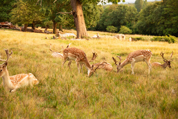 Group of deers