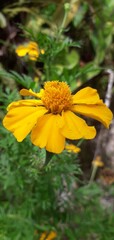 yellow flower on a green background