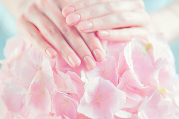 Beautiful Healthy nails. Manicure, Beautiful Woman's hands, Spa. Female hands with beautiful natural pink french elegant manicure on pink hydrangea flower. Soft skin, skincare. Salon, treatment.