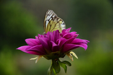 Flower In The Butterfly Buautiful Background View Himachal Pradesh India