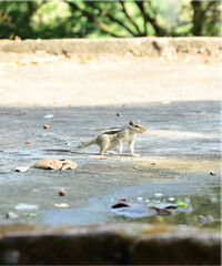 Squirrel In Road At Day Light H.P India