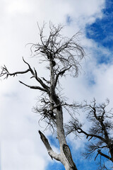 Dry tree, dry tree and the blue sky