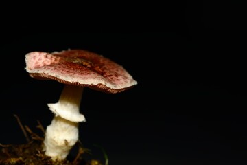 Brown wild mushroom isolated on natural dark background.