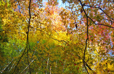 紅葉のグラデーション