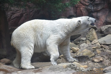 ホッキョクグマ