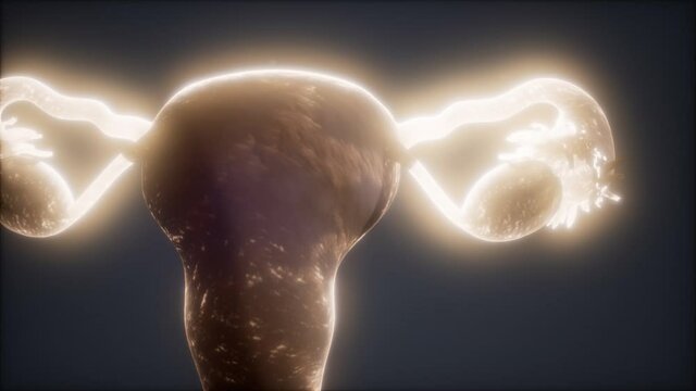 Female Reproductive System Anatomy animation