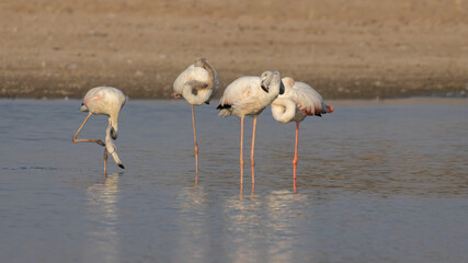 Selective focus image captured in low light  of greater flamingos bathing themselves in the glow of sun standing inside water in Rajasthan, India