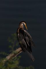 An oriental darter also called Indian darter siting in a tree branch using its beak to scratch its feathers at Bharatpur bird sanctuary also known as keoloadev national park in Rajasthan India