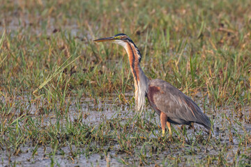 A side portrait of a purple heron standing with the evening winter sun falling on it at Rajasthan in India