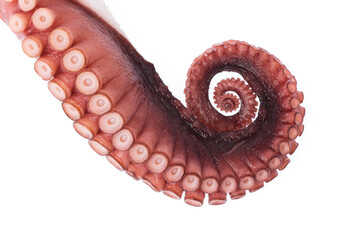 tentacles of octopus isolated on white background