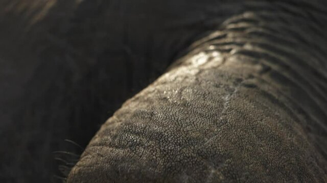 Close-up moving shot from an dead Elephant's eye to its tusk.