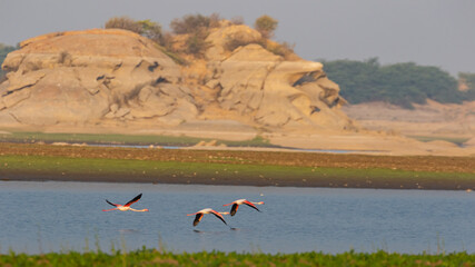 A flock of lesser flamingos in flight with its complete wing span open with blue water and hills in the back ground at Jawai, Rajasthan India on 24 November 2018