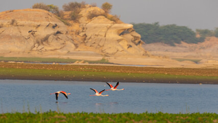 A flock of lesser flamingos in flight with its complete wing span open with blue water and hills in...