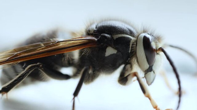 Bald faced hornet macro.