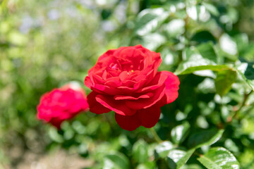初夏のローズガーデンに咲くバラの花